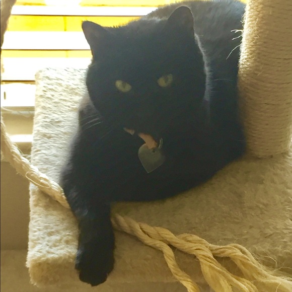 🐱 Please share! ❤️ - Picture 8 of 8